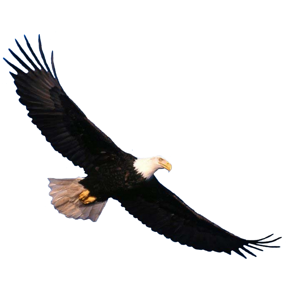 Flying Eagle Transparent Picture