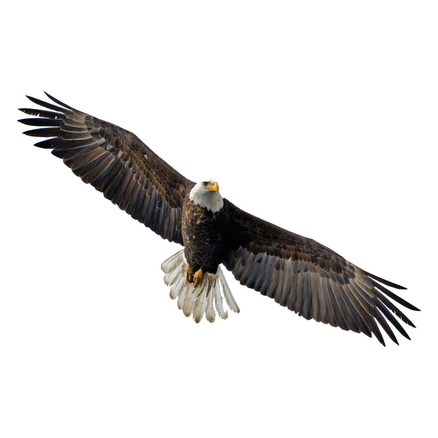 Flying Eagle  Transparent Clipart