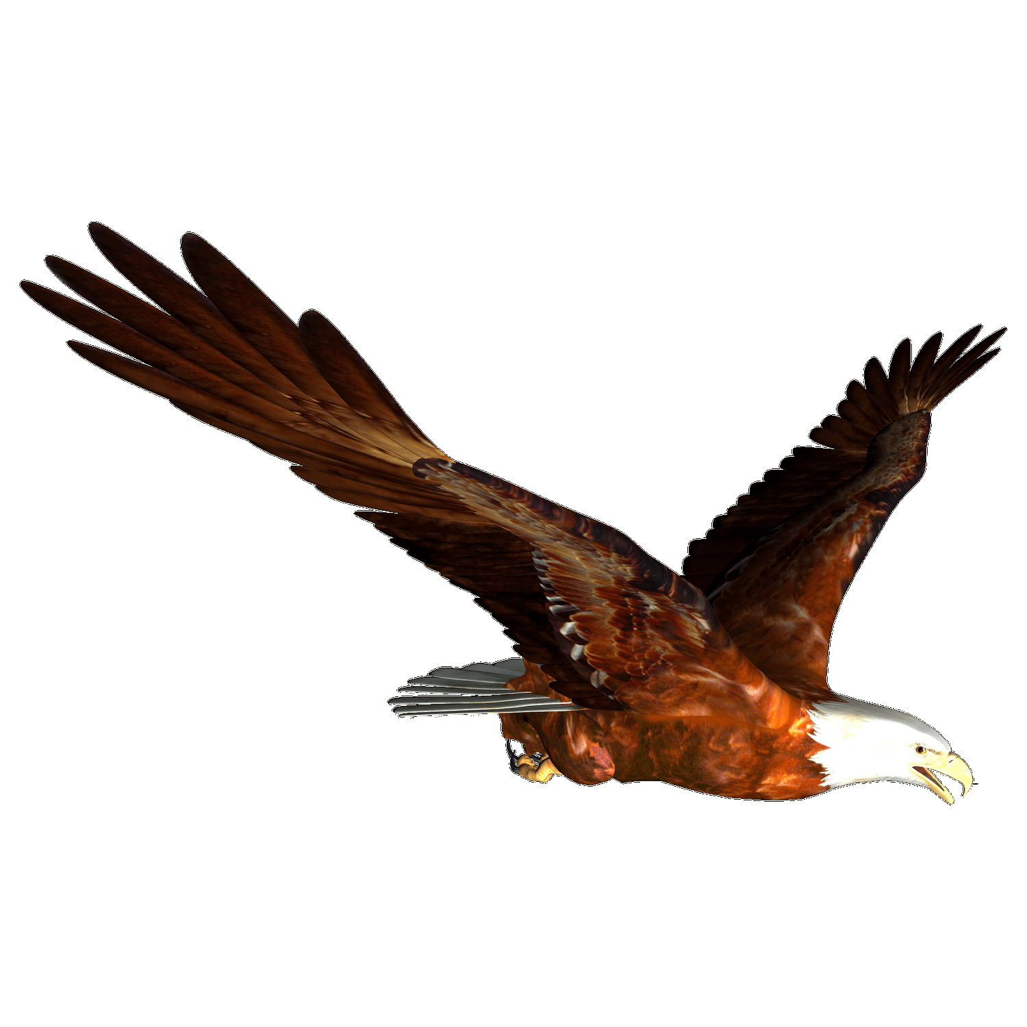 Flying Eagle  Transparent Gallery