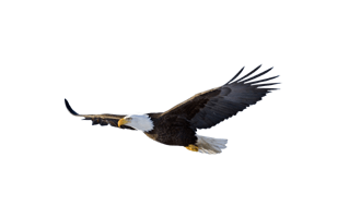 Flying Eagle PNG