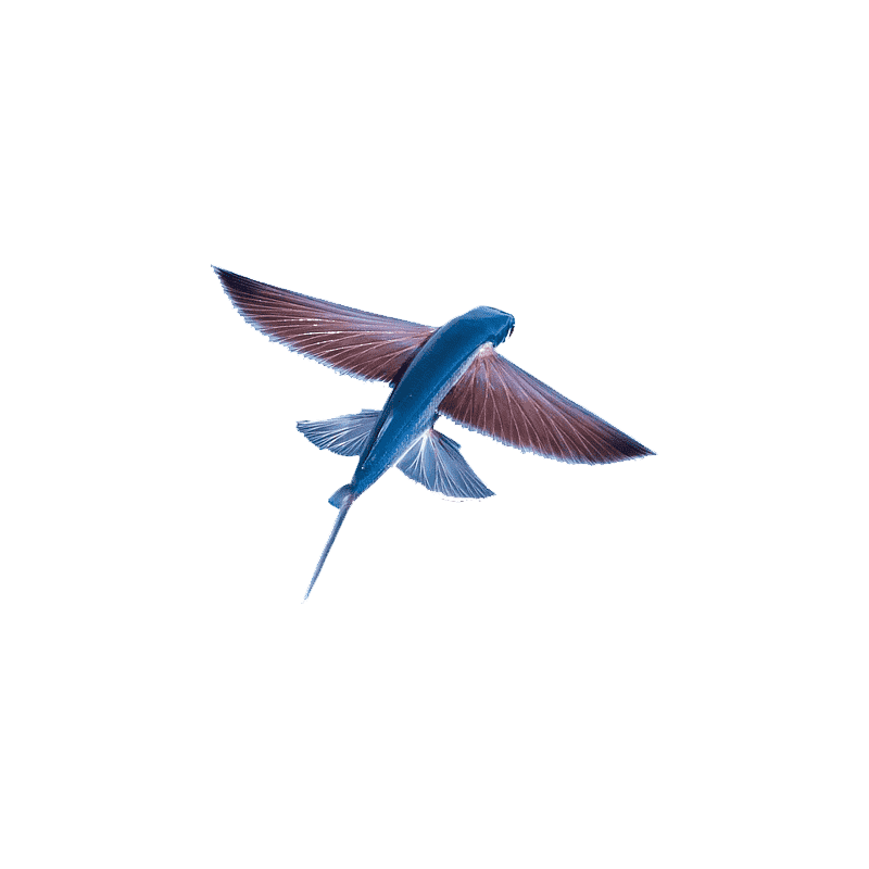 Flying Fish Transparent Image