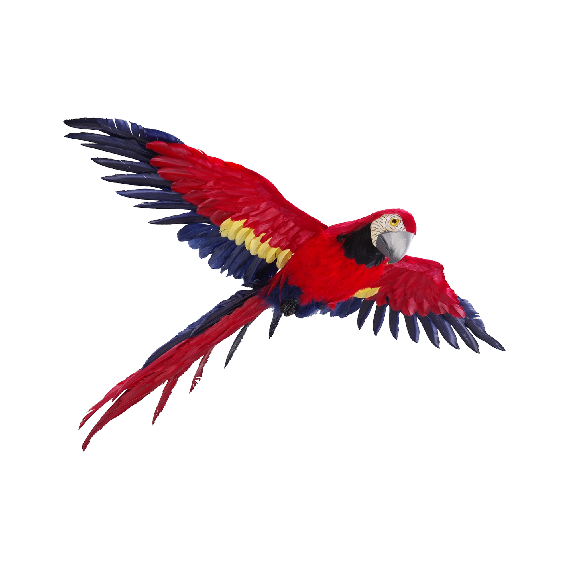 Flying Parrot  Transparent Image