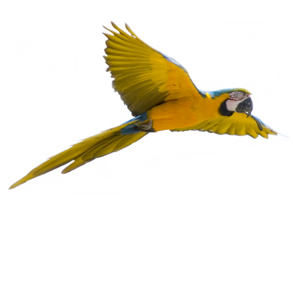 Flying Parrot  Transparent Photo