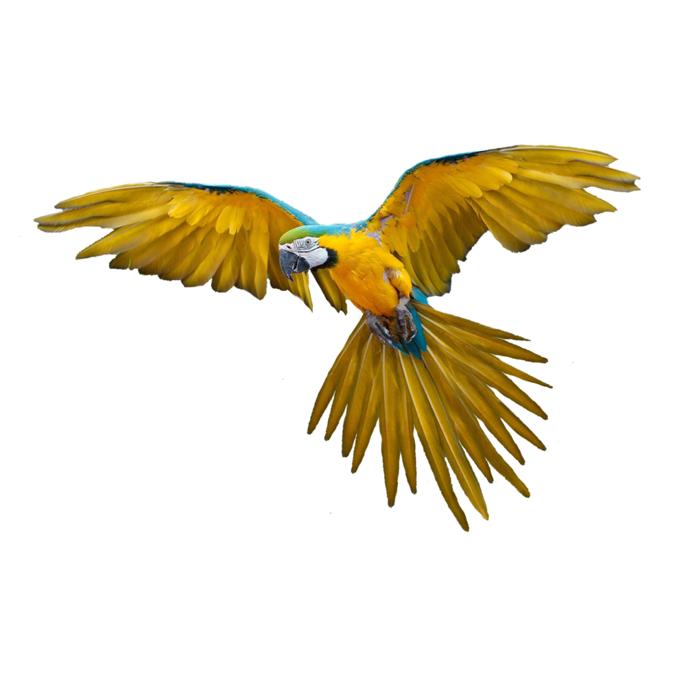 Flying Parrot Transparent Picture