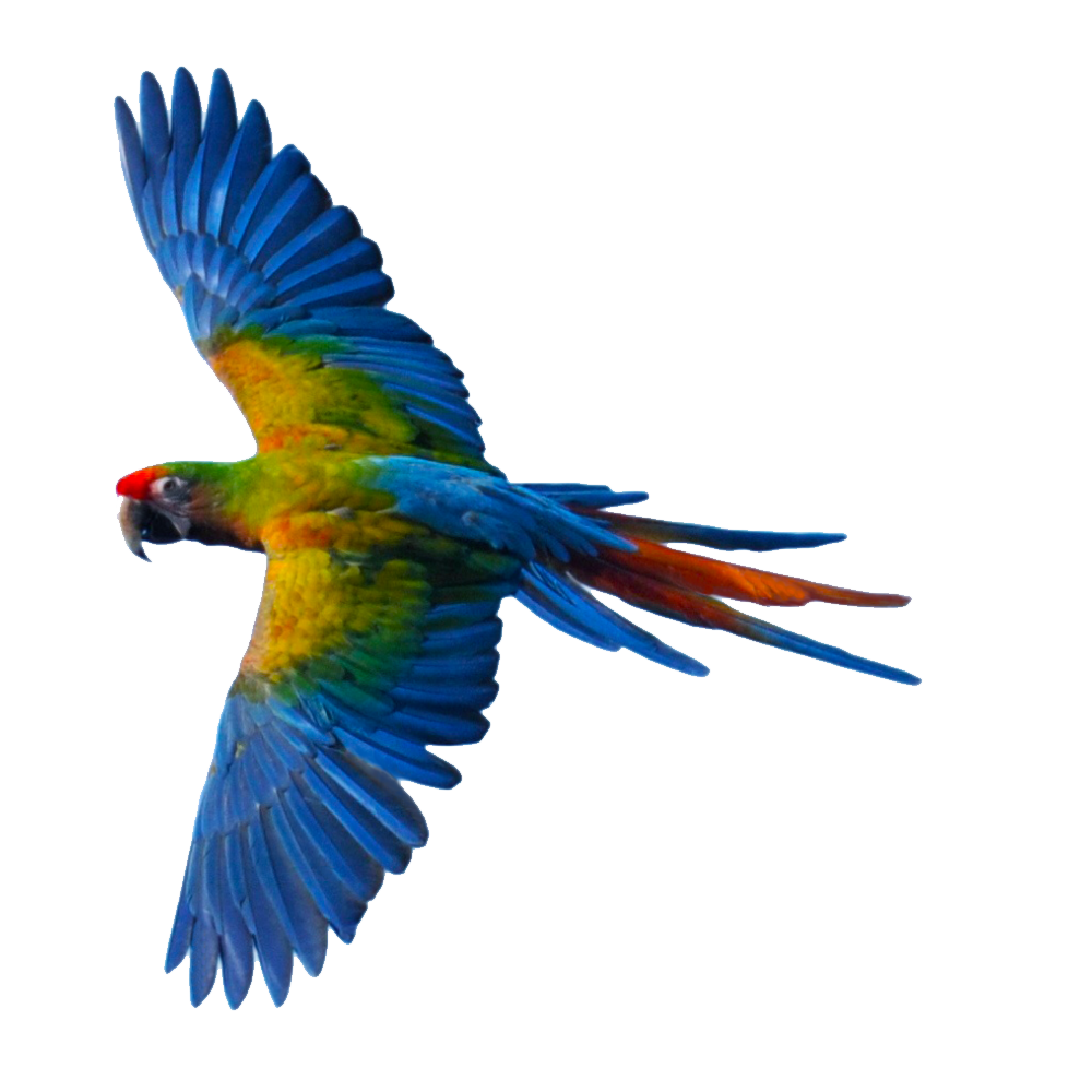 Flying Parrot  Transparent Clipart