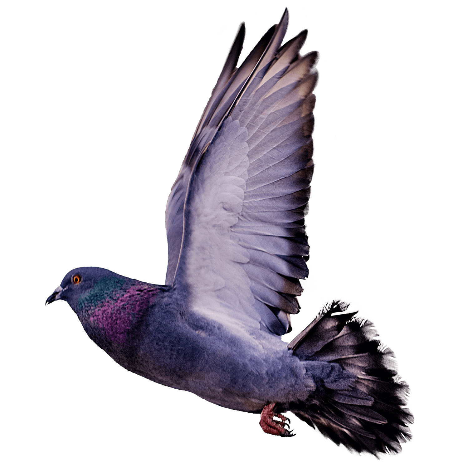 Flying Pigeon Transparent Image