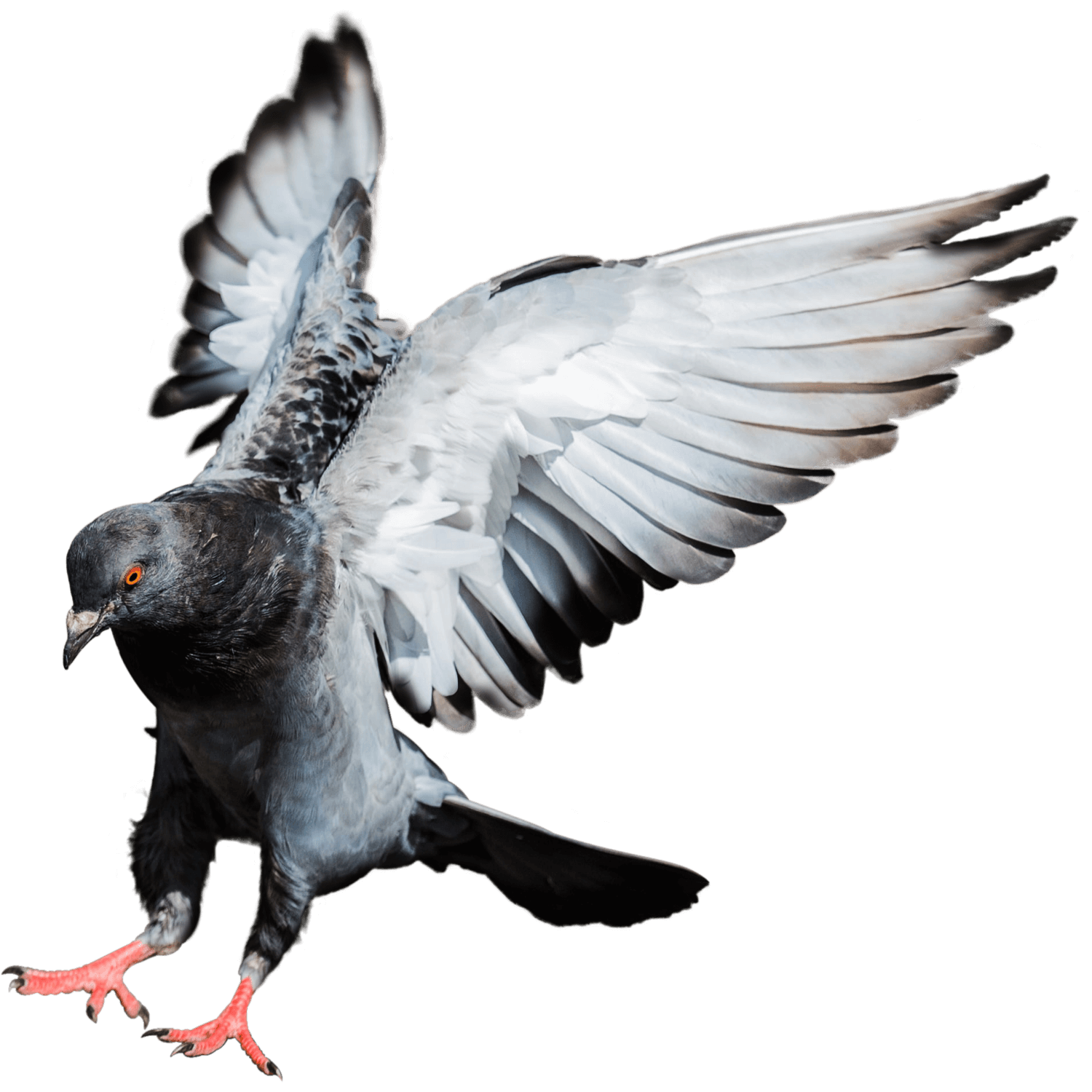 Flying Pigeon Transparent Clipart