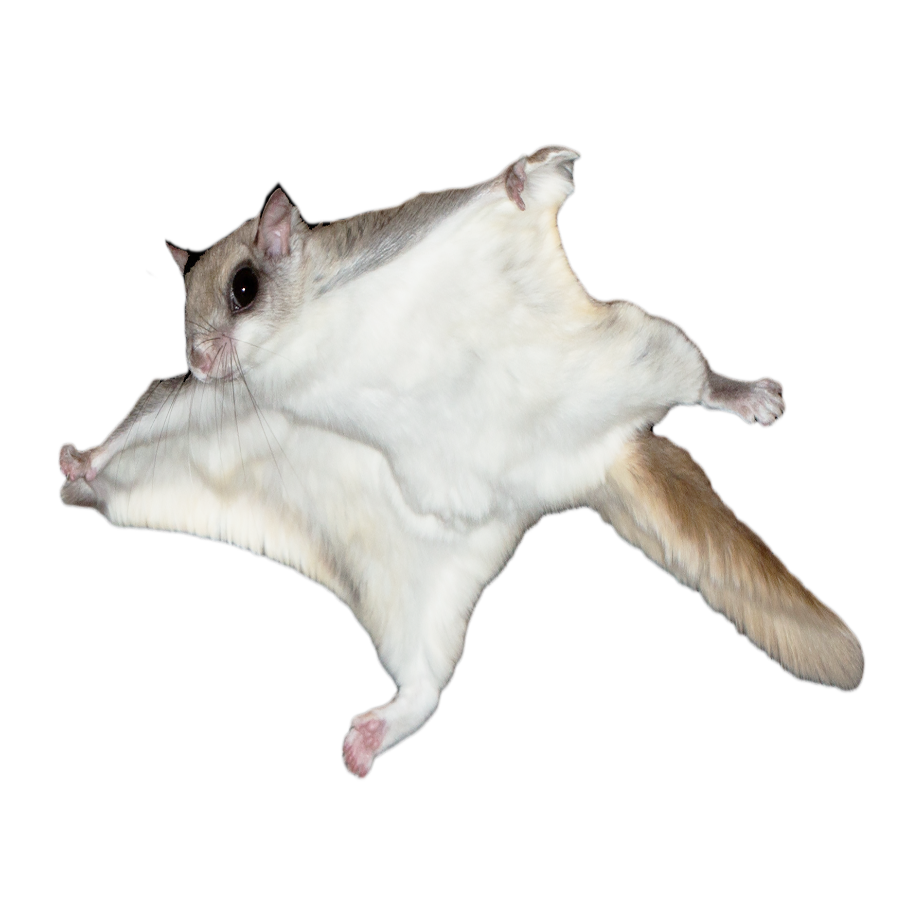 Flying Squirrel Transparent Picture