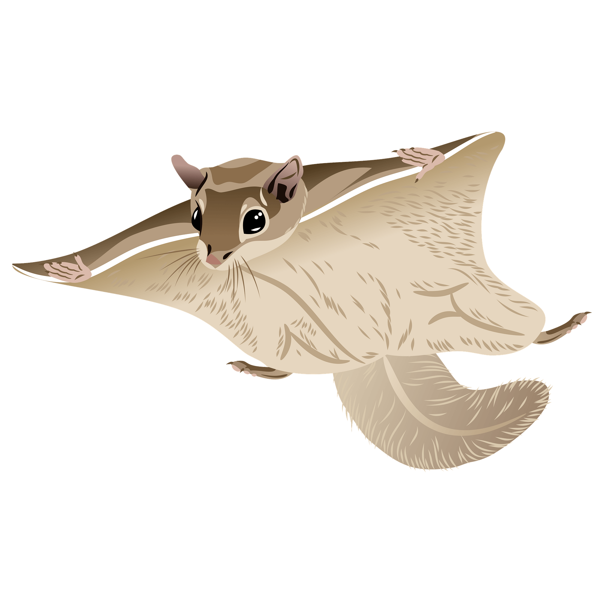 Flying Squirrel Transparent Clipart