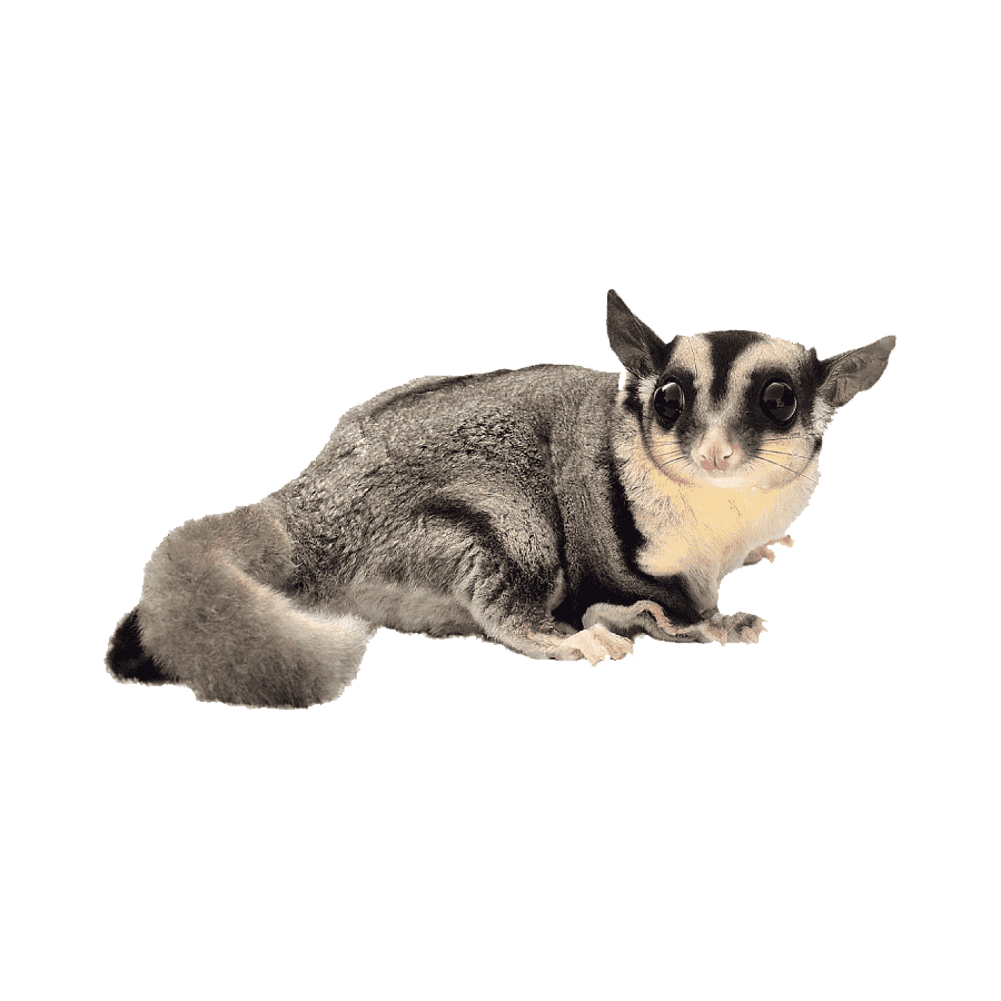 Flying Squirrel Transparent Gallery