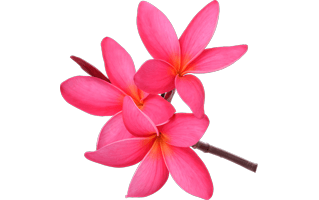 Frangipani PNG