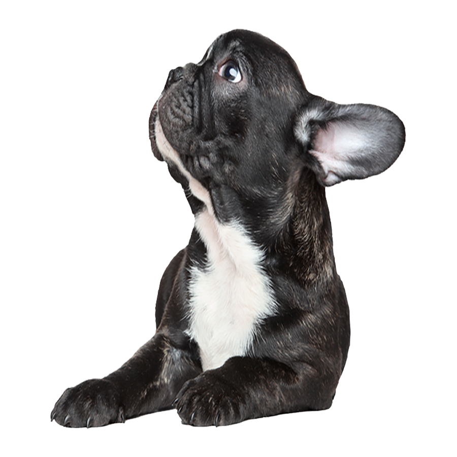 French Bulldog Transparent Picture