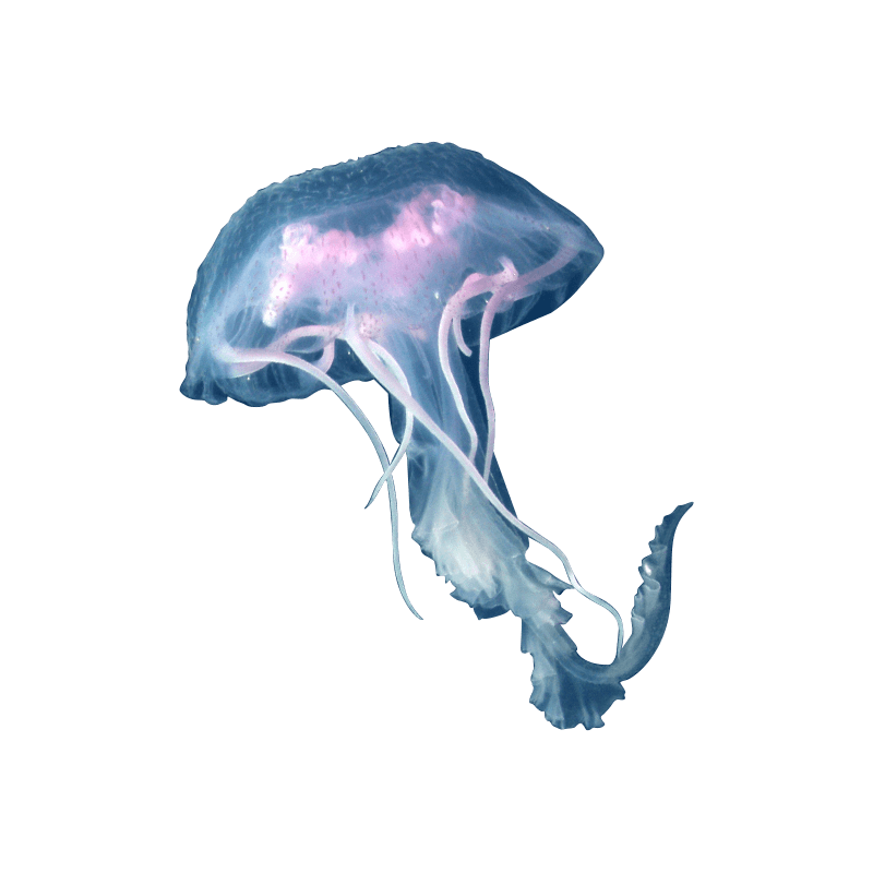 Freshwater Jellyfish Transparent Image