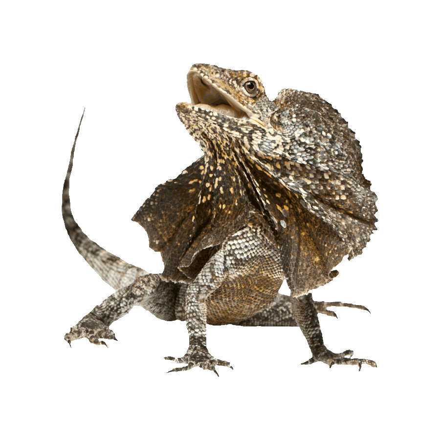 Frilled Lizard Transparent Image