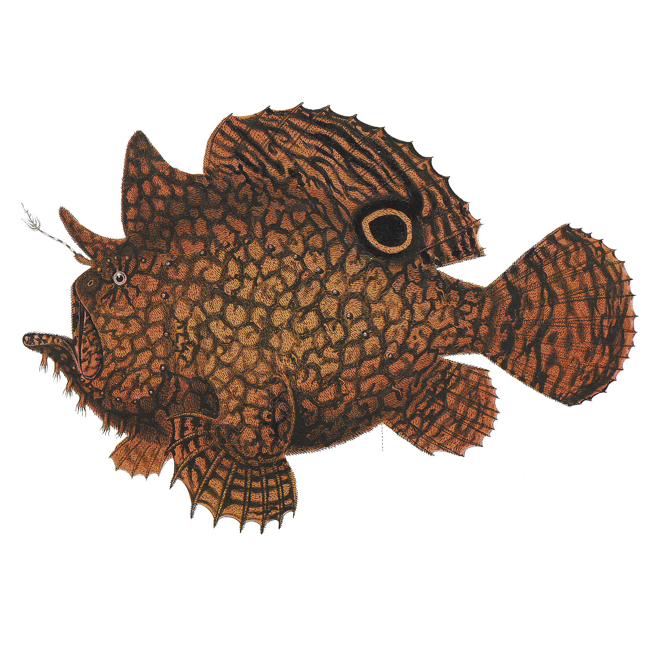 Frogfish Transparent Image