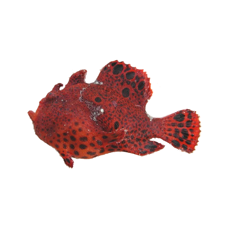 Frogfish Transparent Gallery