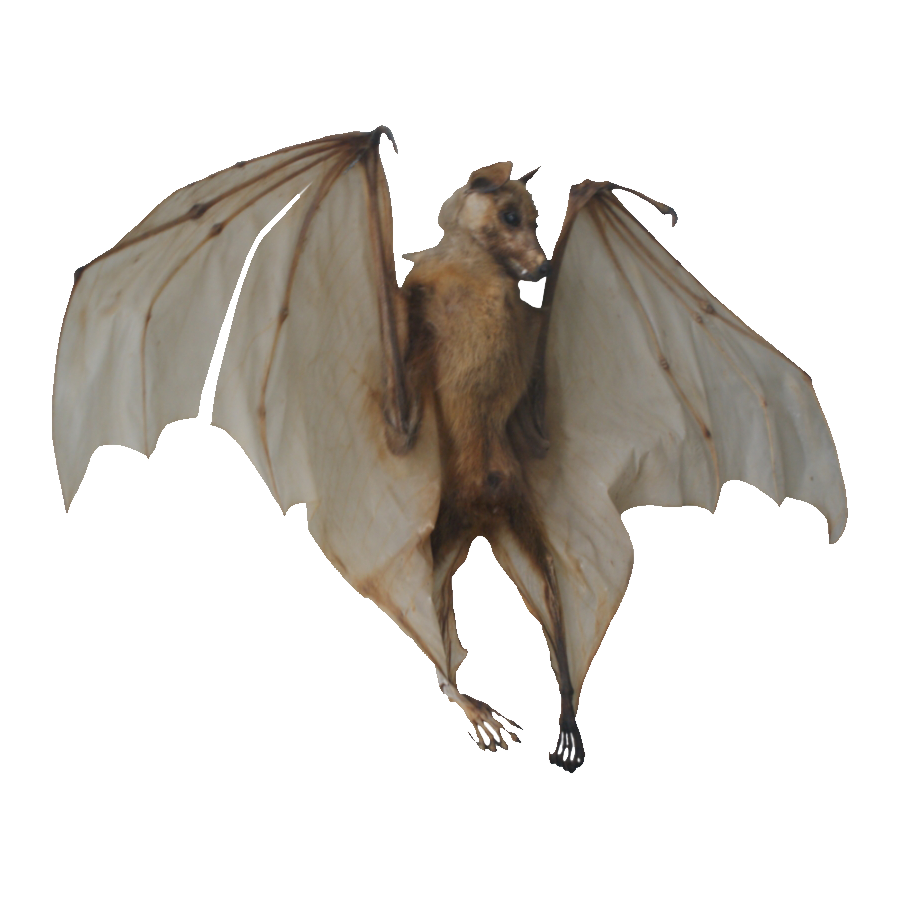 Fruit Bat Transparent Picture