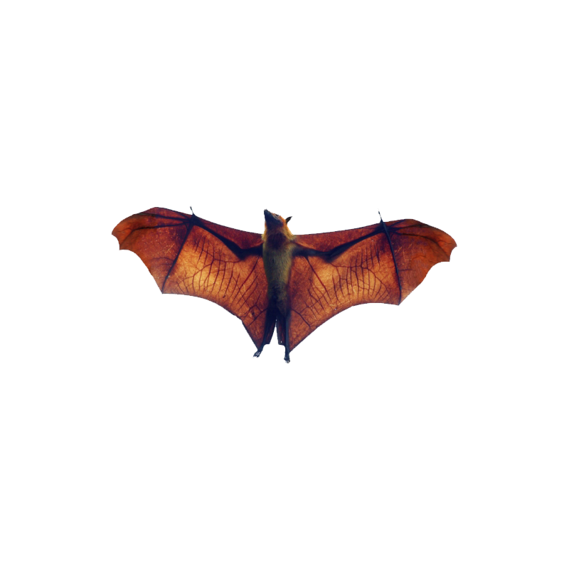 Fruit Bat Transparent Clipart