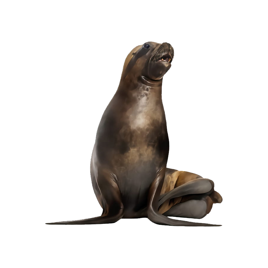 Fur Seal Transparent Picture