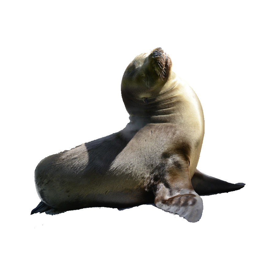 Fur Seal Transparent Gallery