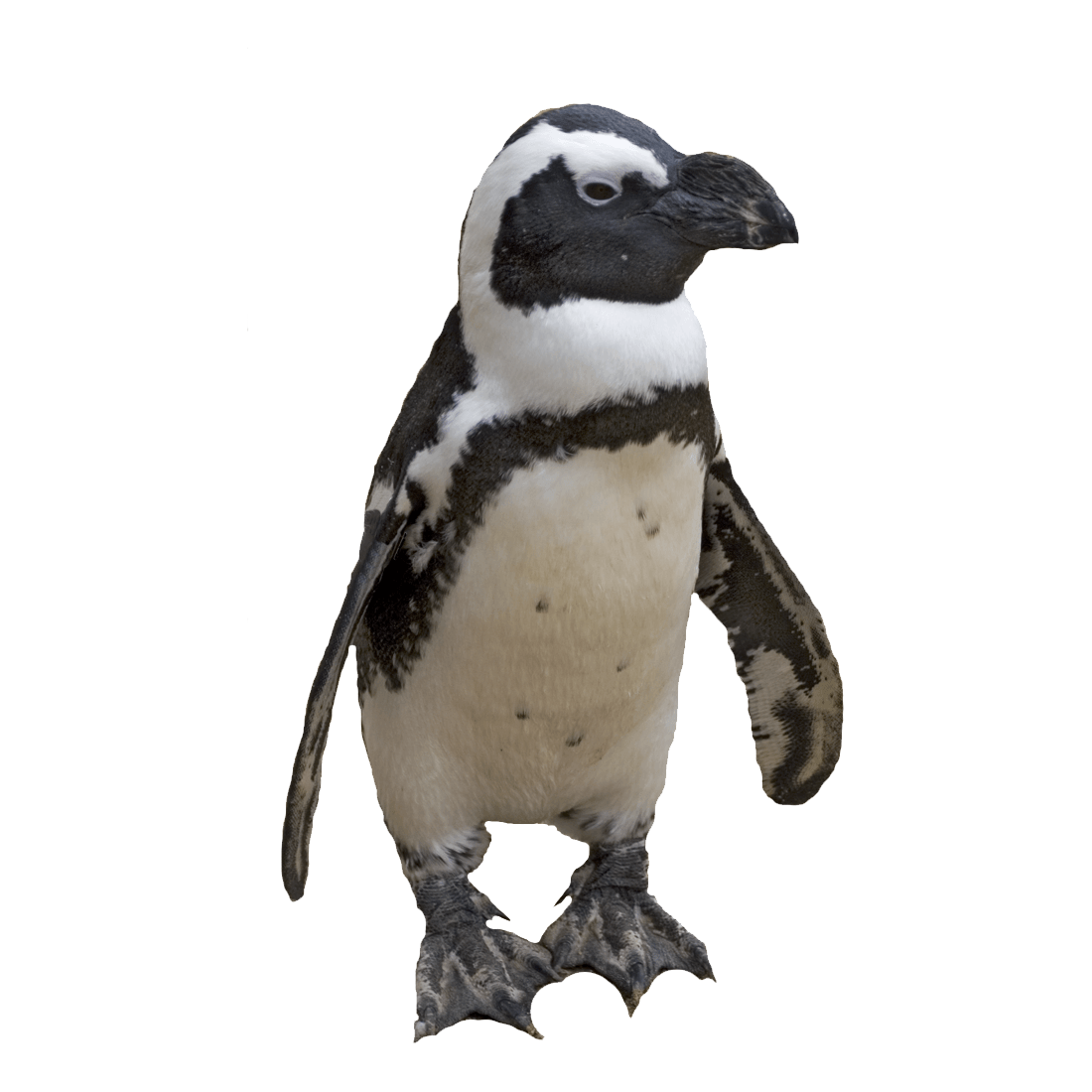 Galapagos Penguin Transparent Image