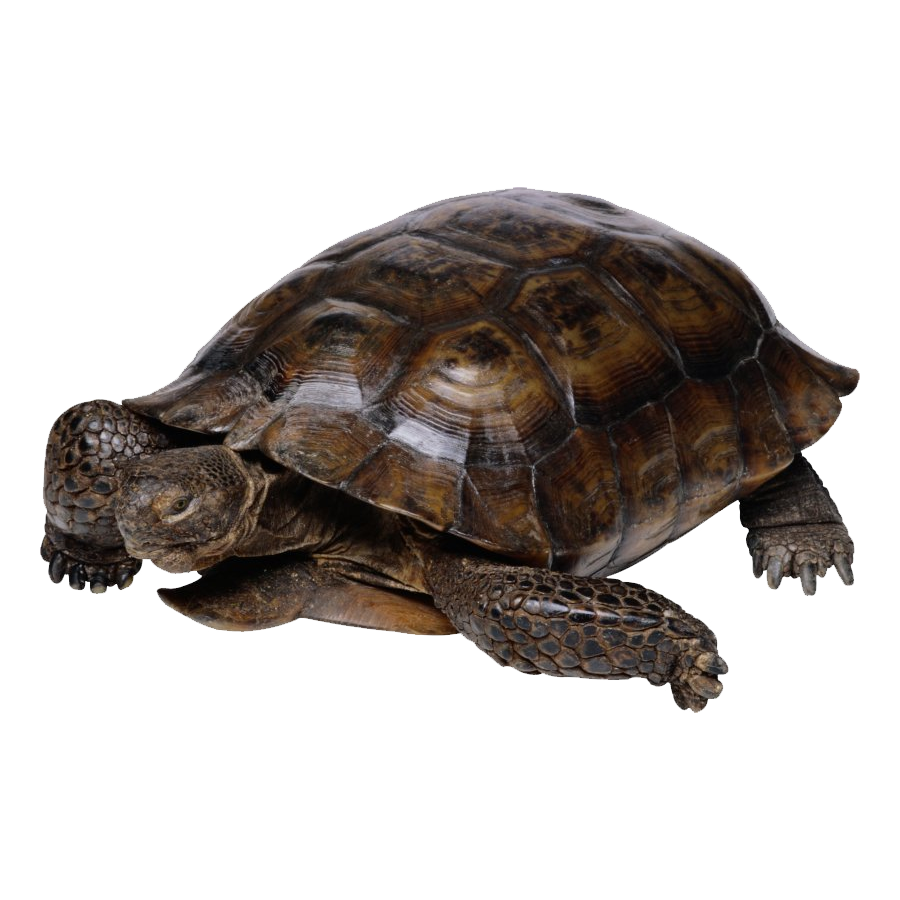 Galapagos Tortoise Transparent Clipart
