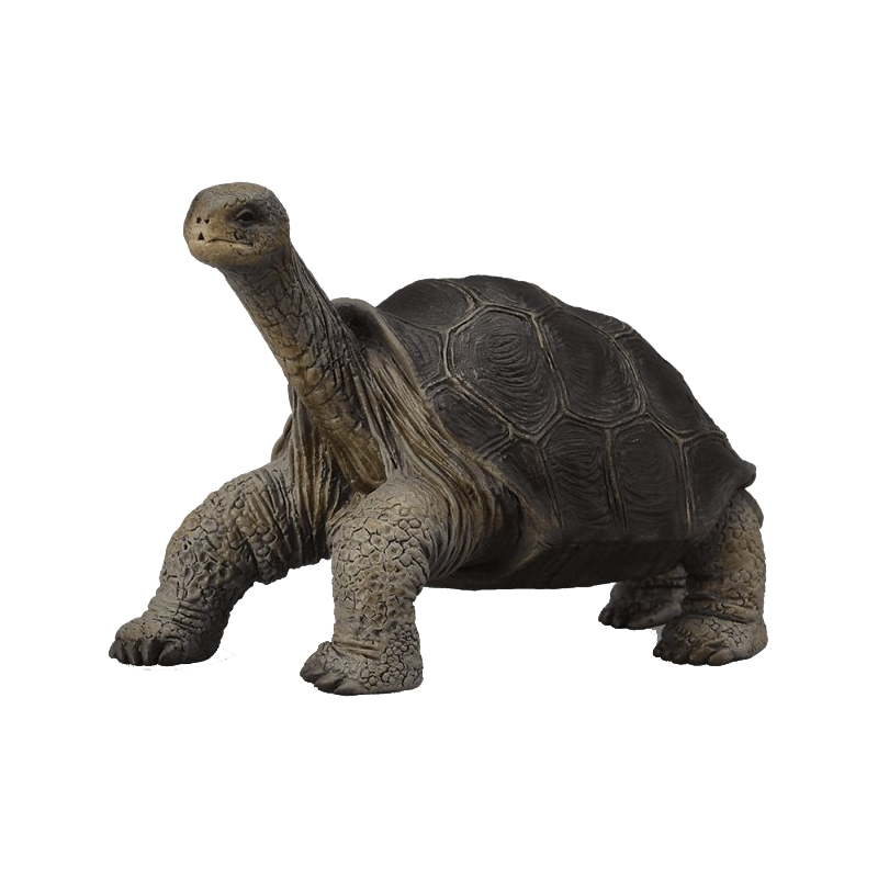 Galapagos Tortoise Transparent Gallery