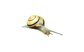 Garden Snail PNG