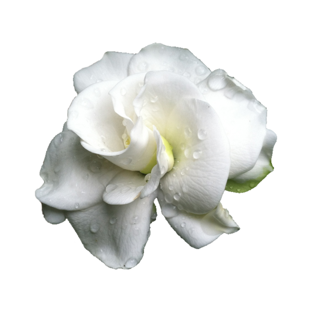 Gardenia Flower  Transparent Photo