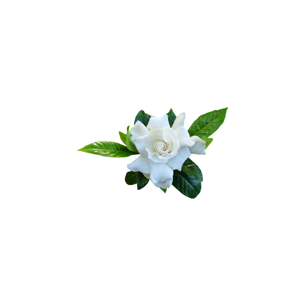 Gardenia Flower Transparent Picture
