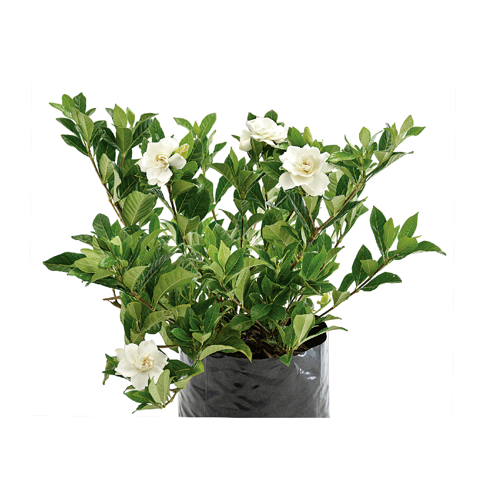 Gardenia Plant  Transparent Clipart