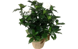 Gardenia Plant PNG
