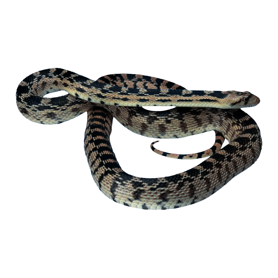 Garter Snake Transparent Image