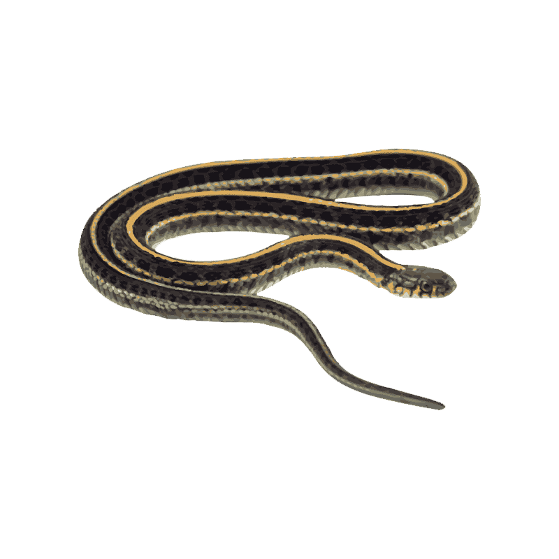 Garter Snake Transparent Picture