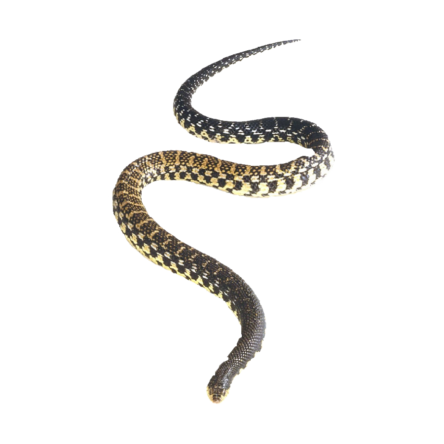 Garter Snake Transparent Gallery