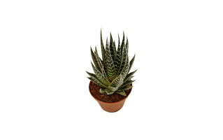 Gasteria Plant PNG