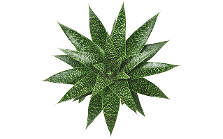Gasteria PNG