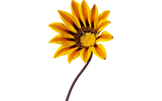 Gazania PNG