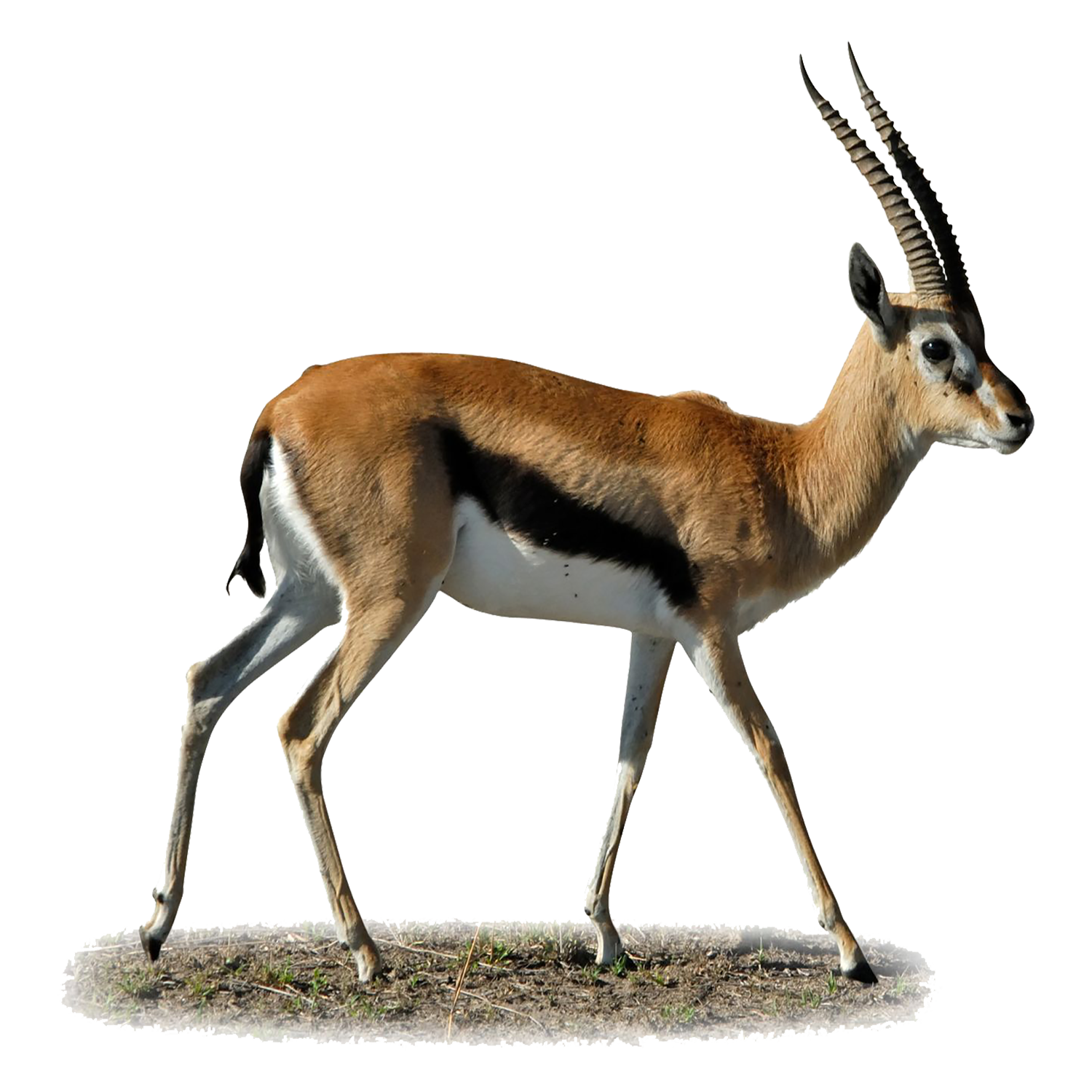 Gazelle Transparent Clipart