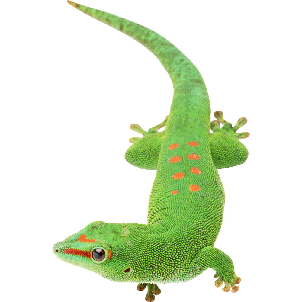 Geckos  Transparent Image