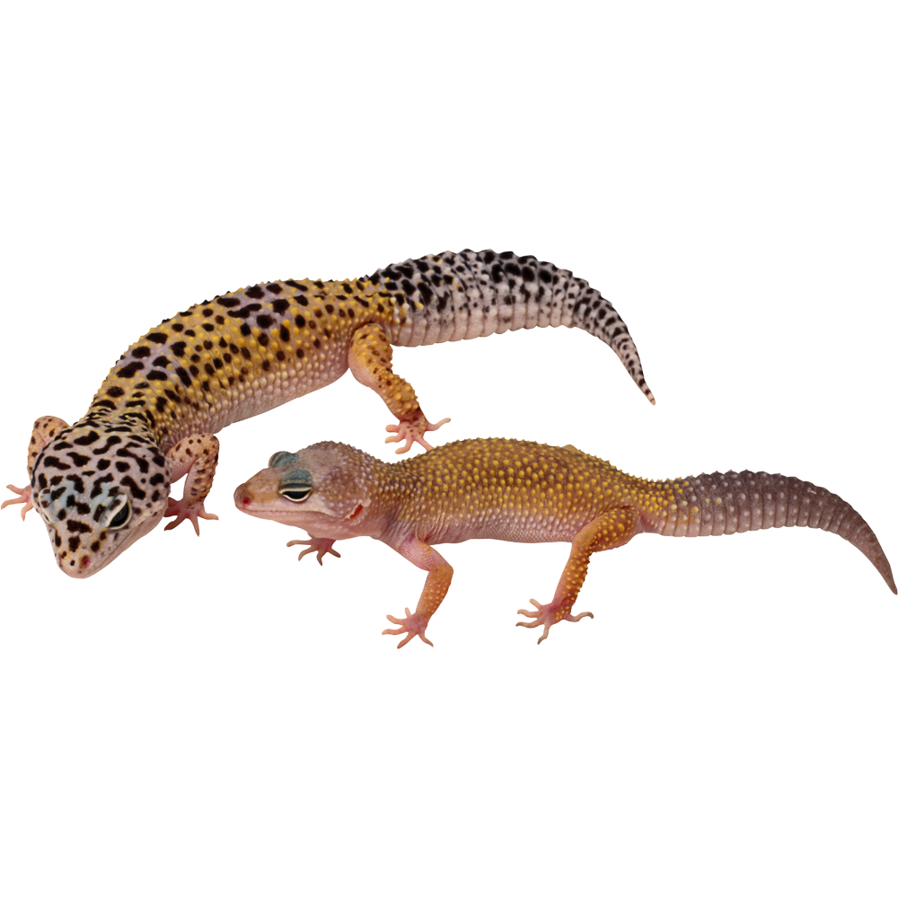 Geckos Transparent Picture