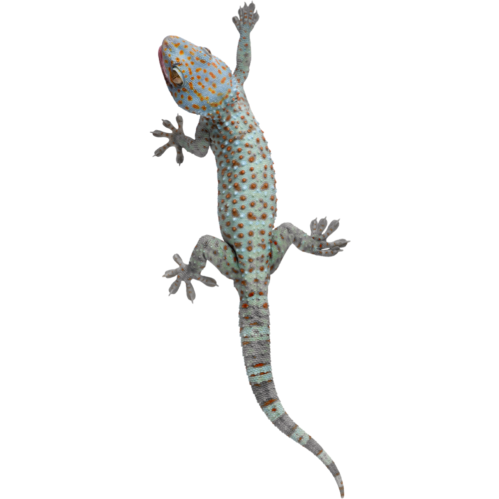 Geckos  Transparent Gallery