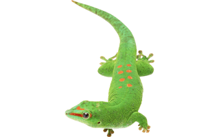 Geckos PNG