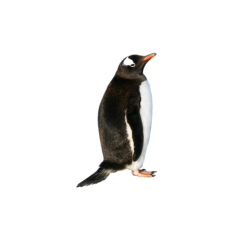 Gentoo Penguin Transparent Image