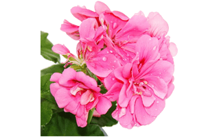 Geranium PNG