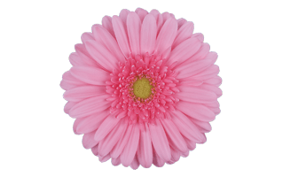 Gerbera PNG