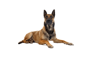 German Shepherd PNG