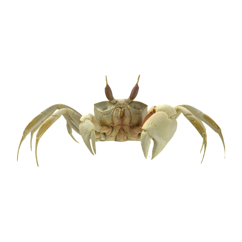 Ghost Crab Transparent Image