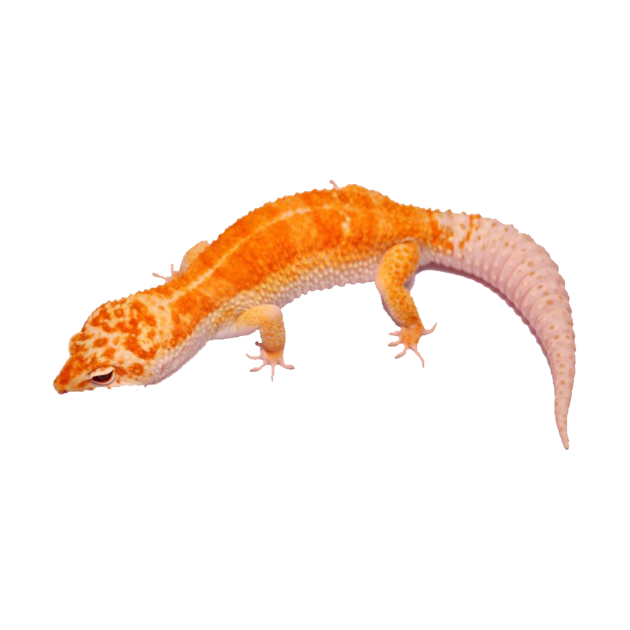 Giant Salamander Transparent Picture