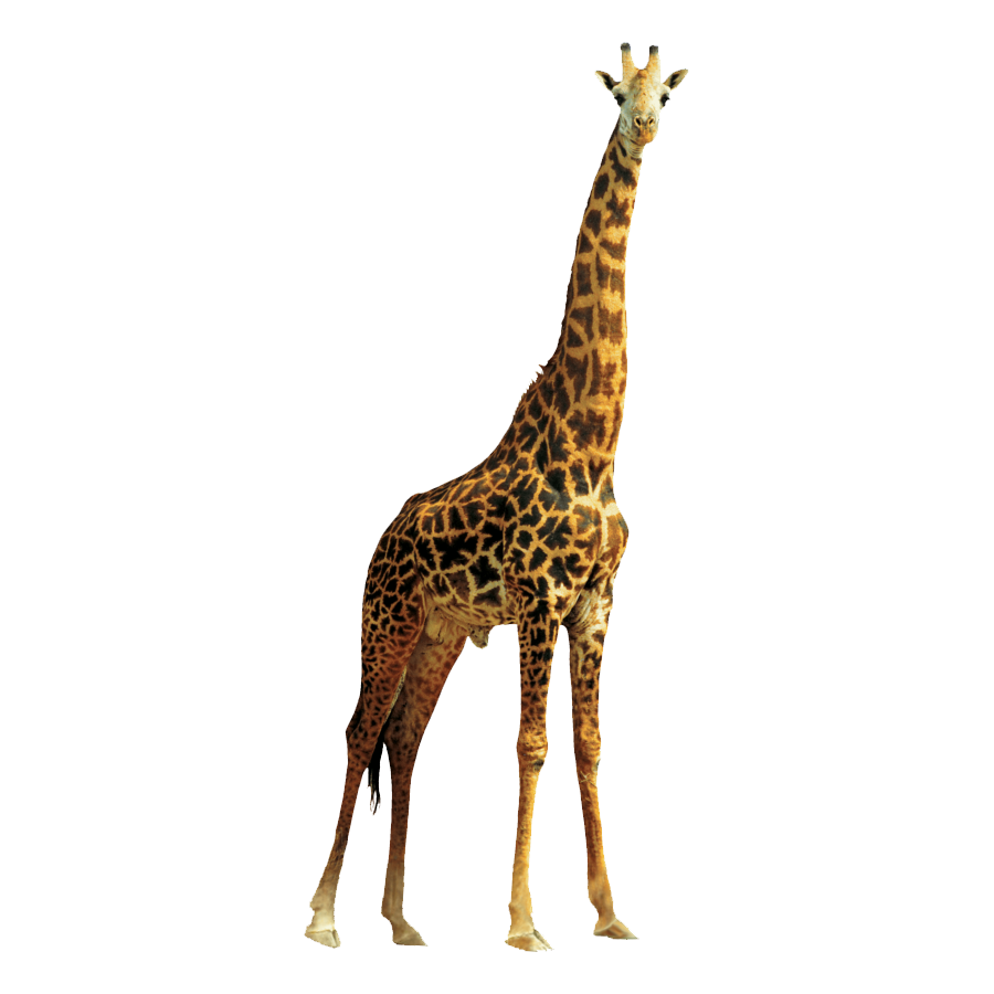 Giraffe Transparent Picture